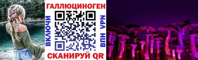Купить Буйнакск Псилоцибиновые грибы Psilocybine cubensis